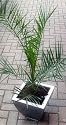 Phoenix canariensis (Canary Island Date Palm)