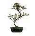 Brussel's Rock Cotoneaster Bonsai