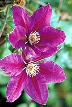 Anna Louise 'Evithree' Clematis - AGM WINNER