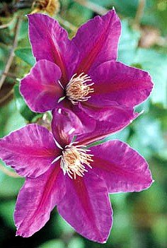 Anna Louise 'Evithree' Clematis - AGM WINNER