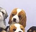 Plush Basset Hound Puppy Sitting 9