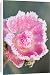 Canvas Prints of FEU-553 Miniature Pink Rose Flowers - frosted from Ardea Wildlife Pets