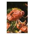 LILIUM LANCIFOLIUM (TIGER LILY) Botanical Photographic Poster Print by John Swithinbank, 20x24
