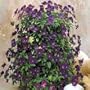 Pansy 'Purple Rain' Flower Seeds