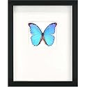 Framed Butterfly Morpho Didius - Form and Pheromone