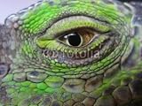 Wallmonkeys Peel and Stick Wall Decals - Oeil Iguane - 24W x 18H Removable Graphic