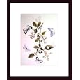 Lycaena-Pseudargiolus, Neglecta, Art Poster by Mary Peart