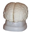 Budget Brain with Arteries Anatomical Model C20B