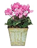 Pink Cyclamen Plant, Plant with cachepot