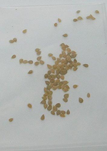 David's Garden Seeds Tomato Cherry Gold Nugget D738 (Gold) 50 Organic Seeds David's Garden Seeds Tomato Cherry Gold Nugget D738 (Gold) 50 Organic Seeds