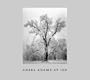 Ansel Adams at 100