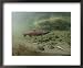 A Chinook Salmon Fish, Also Known as King Salmon, Swims Upstream to Spawn National Geographic Collection Framed Art Poster Print by Michael S. Quinton, 22x18