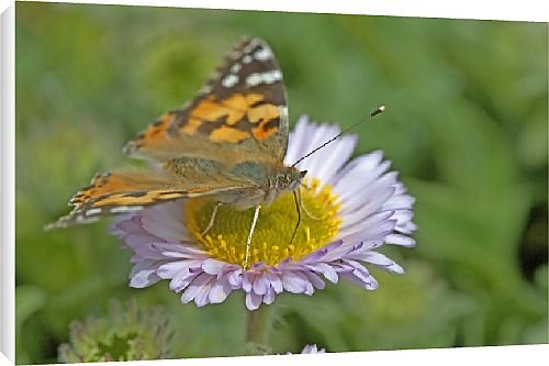 Canvas Prints of Butterfly from Country Life 