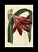 Reprint Mexican Lily, Amaryllis, Knight's Star Lily 1799