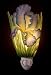 Flowers of Light Night Lights Bearded Iris Ibis and Orchid
