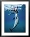 Bottlenose Dolphin, Nuweiba, Egypt, Red Sea Framed Art Poster Print by Jeff Rotman, 25x31