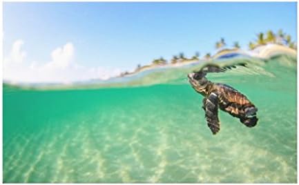 Filouda Sea Turtle Swimming Ocean Animal Painting on Canvas Wall Art Decoration Unframed 12"x 16"