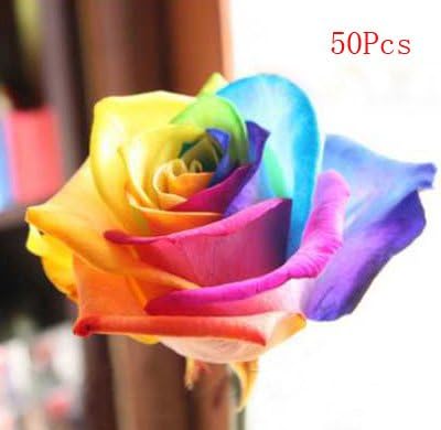 50pcs. Rainbow Rose Seeds Decorating Your Home Beautiful.