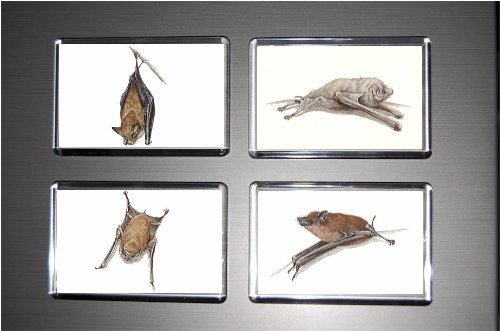 Gift Boxed Set of 4 Fridge Magnets Bat 12