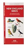 New England Birds: An Introduction to Familiar Species (Regional Nature Guides)