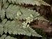 Asplenium Bulbiferum, Showing Viviparous Production of New Plantlets, New Zealand Pho...