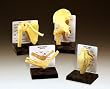 Bone Joint Model Set 4 Individual Models Starter