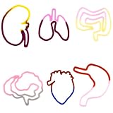 Buddy Bands Body Organs 24 Pack, Tie Dye Colors Check Out All the Buddy Band Styles and Shapes! Buddy Bands Body Organs 24 Pack, Tie Dye Colors Check Out All the Buddy Band Styles and Shapes!