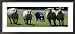 A Border Collie Demonstrates Sheep Herding Framed Photographic Poster Print, 29x13