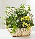 European Dish Garden - Small