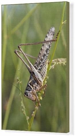 Canvas Artwork of RD-188