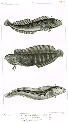 De Lacepede's L'histoire Naturelle - LE BLENNIE PHOLIS Fish - Copper Engraving - 1825