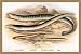 Canvas Print, Sea Lamprey, Lampern, Planer's Lamprey and Pride - 20x30