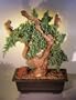 Bonsai Boy's Juniper Bonsai Tree - Phoenix Graft juniper procumbens nana