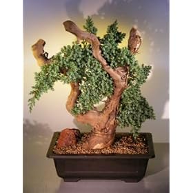 Bonsai Boy's Juniper Bonsai Tree - Phoenix Graft juniper procumbens nana