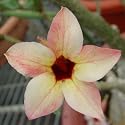 9GreenBox - Very Rare Adenium Desert Golden Sparrow House Plant Bonsai