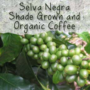 Un-Roasted Selva Negra GreenShade Grown and Organic 