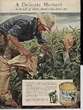 A Delicate Moment ... in the Life of Niblets Brand whole kernal corn. Planned Parenthood ... when you want to keep an exclusive strain of seed pure, only the right kind of pollen must go on the corn silk. Here you see one of our geneticists carefully dusting pollen from a selected corn tassel onto the silks of 