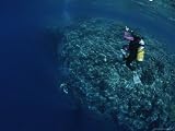 A Diver Descends a Coral Covered Wall off of Manado Tua Photographic Poster Print, 18x24 Reviews 41OL%2B2tSqkL. SL160 A Diver Descends a Coral Covered Wall off of Manado Tua Photographic Poster Print, 18x24 Reviews