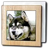 Dogs Alaska Malamute - Alaska Malamute - Tile Napkin Holders