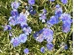 Blue Bachelor Button Flower Seeds. 1,800 Seeds in Each Packet with Free Shipping