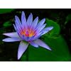 Egyptian Sacred Blue Water Lily 10 Seeds - Nymphaea
