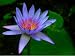 Egyptian Sacred Blue Water Lily 10 Seeds