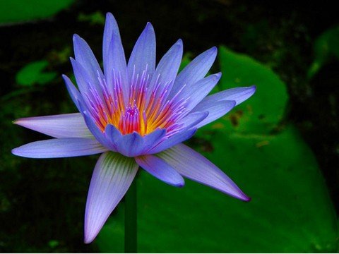 Sacred Blue Water Lily