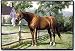 Mare Horse in Field Western Doormat Mat Rug Mat