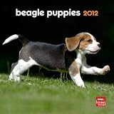 Beagle Puppies 2012 Small Wall Calendar Reviews