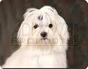 MALTESE DOG Birthday Gifts Mouse Mat