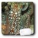 VWPics Underwater Reefs - Starry night octopus, Octopus luteus, foraging on coral reef at night, Malapascua, Cebu,Philippines - Mouse Pads
