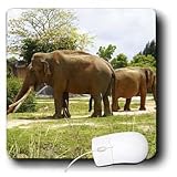 Florene Animals - Elephant Dance - Mouse Pads