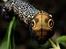 Close-Up of a Moth Caterpillar, Xylophanes Falco, with False Eyes, Hermosillo, Mexico...