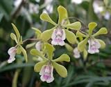 Epidendrum (floribundum x Encyclia tampensis) x Encyclia profusa
